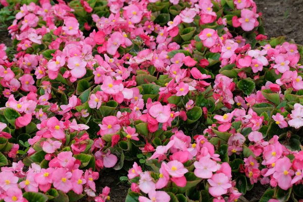 Comparatif des ampoules d'éclairage d'intérieur