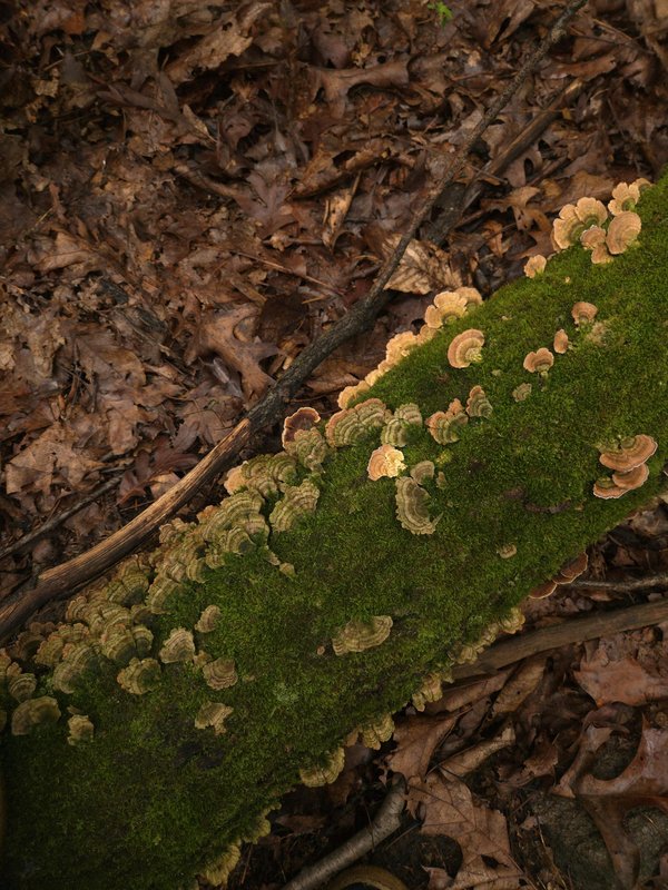 L'art de la mycorhization pour booster les arbres truffiers